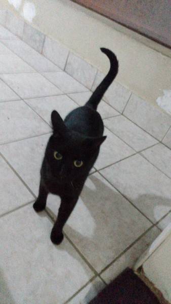 Animal para doação - Mavis