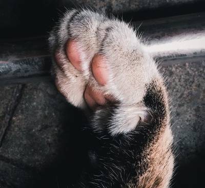 Cães submetidos a supostos maus-tratos em Jaguaruna serão retirados de canil