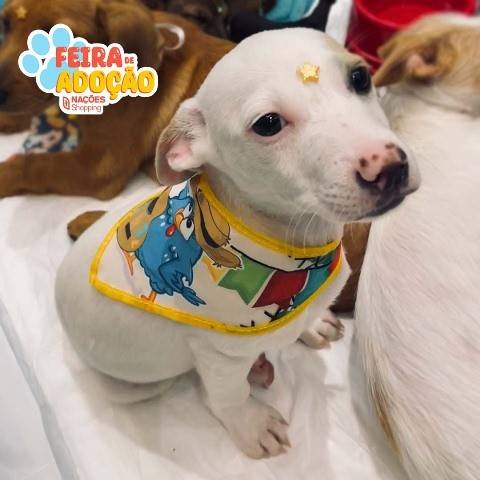 Nações Shopping promove “Feira de Adoção” de cães