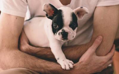 Cãominhada abre atividades solidárias do Natal Luz