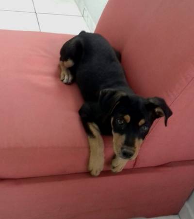 Animal para doação - Luke