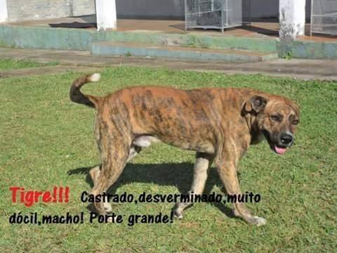 Animal para doação - Tigre