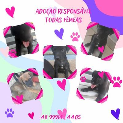 Animal para doação - Cachorrinhas
