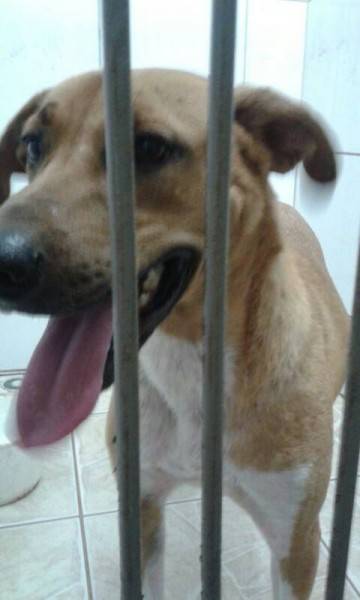 Animal para doação - Thelzinho