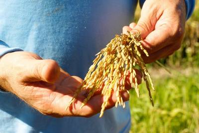 Em sua 12ª edição, AgroPonte recebe o SindArroz como expositor pela primeira vez