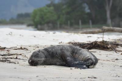 Vídeo: lobo-marinho é atacado por cães após ser encontrado em praia de Garopaba