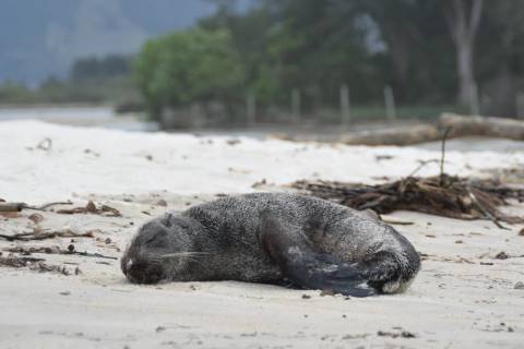 Vídeo: lobo-marinho é atacado por cães após ser encontrado em praia de Garopaba