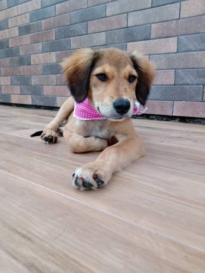 Cachorros para adoção