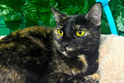 ONG Quero Adotar promove Almoço da Causa Animal em Içara