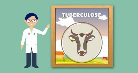Cidasc orienta sobre tuberculose em rebanhos