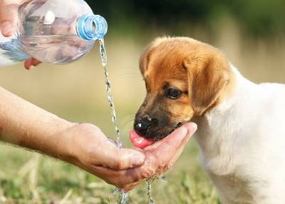 Animal de estimação requer cuidados especiais no Verão