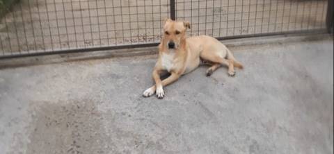 Animal encontrado no bairro Santa Bárbara