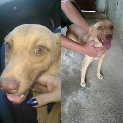 Procura-se Pinky