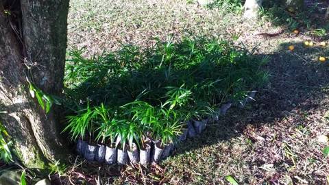 Comitê Araranguá recebe doação de 350 mudas de palmito