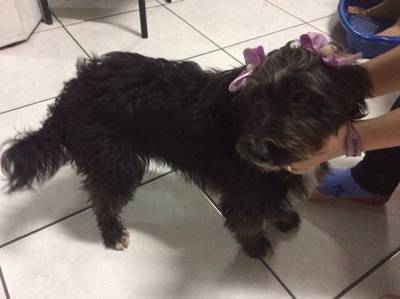 Animal encontrado no bairro Santa Luzia