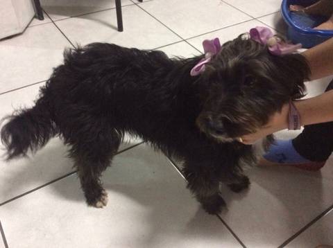 Animal encontrado no bairro Santa Luzia