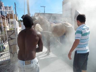 Carroceiro e seu cavalo são atacados por abelhas