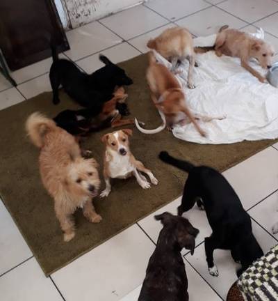 Cães precisam de ajuda para alimentação e tratamento em Criciúma 