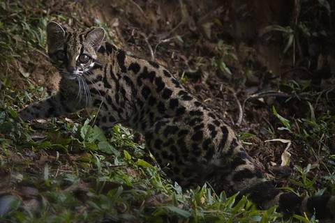 Festival Wiediistock alia arte, educação ambiental e música à preservação do Gato-Maracajá