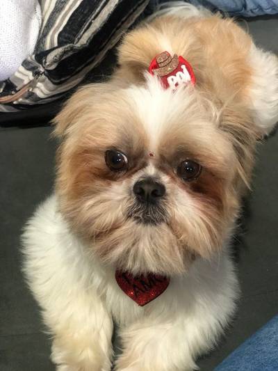 Procura-se cachorro da raça Shitszu em Criciúma
