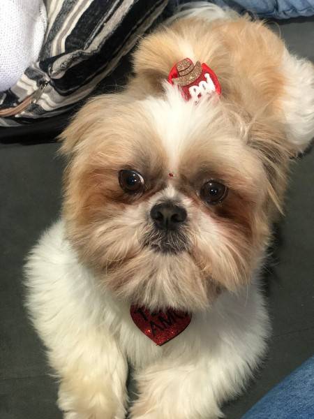 Procura-se cachorro da raça Shitszu em Criciúma
