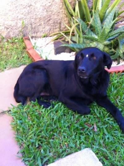 Animal encontrado no bairro Pio Corrêa