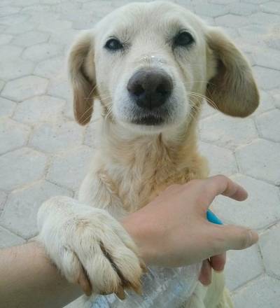 Animal para doação - Poeirinha