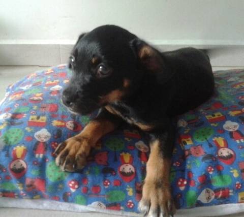 Animal para doação - Nina