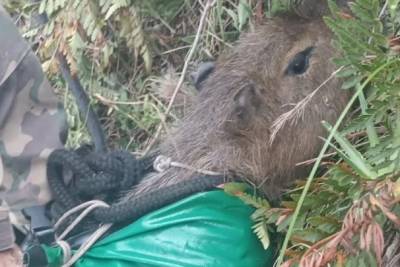 Capivara presa em penhasco é resgatada em Florianópolis
