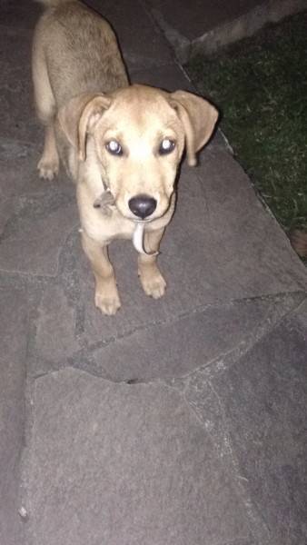 Animal encontrado no bairro 