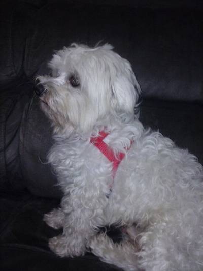 Animal encontrado no bairro Presidente Vargas