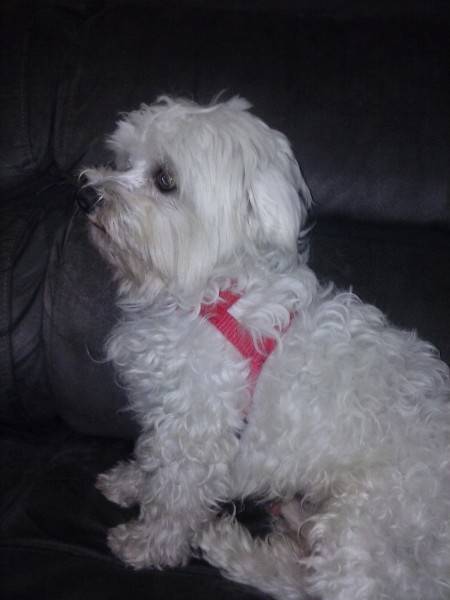 Animal encontrado no bairro Presidente Vargas
