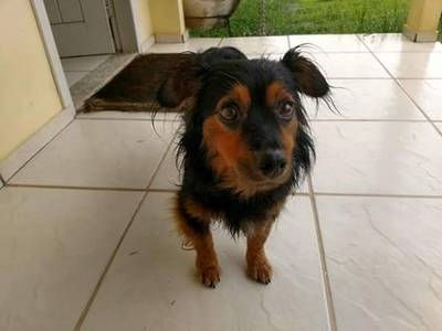 Animal para doação - Nino