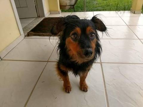 Animal para doação - Nino