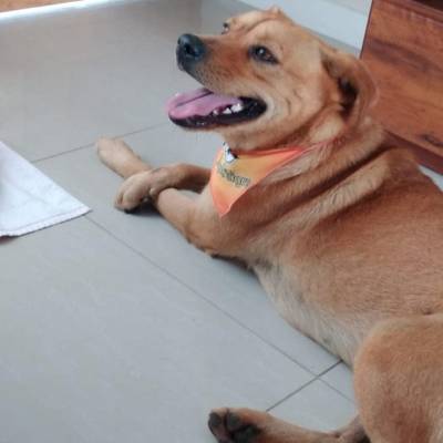 Procura-se Thor