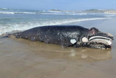 Baleia-franca é encontrada morta na região do Farol de Santa Marta
