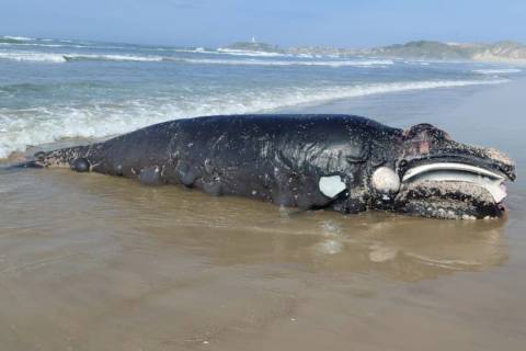 Baleia-franca é encontrada morta na região do Farol de Santa Marta