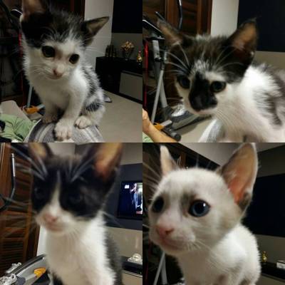 Animal para doação - Gatinhos