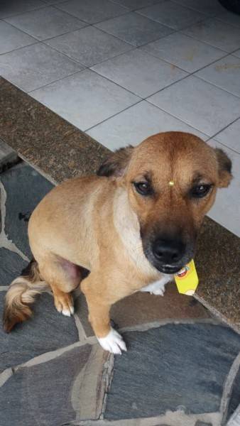 Animal para doação - Oliver