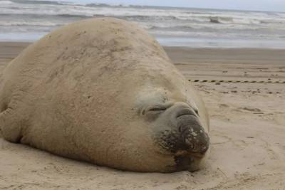 Elefante-marinho monitorado desde 2019 é visto novamente em praia do Sul de SC; veja fotos e vídeo
