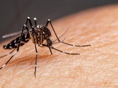 Médico infectologista do Hospital São José alerta para o cuidado com a proliferação da dengue