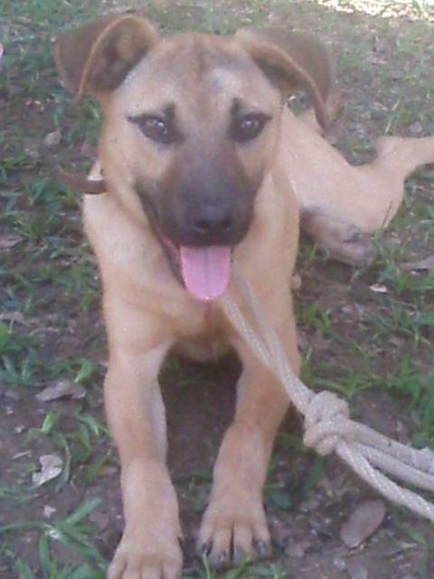 Animal para doação - Paçoca