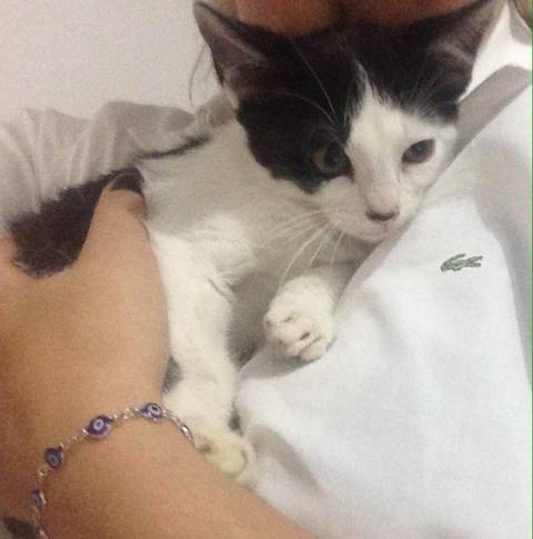 Procura-se Gatinho Macho Com Castração