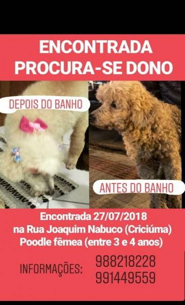 Animal encontrado no bairro Centro