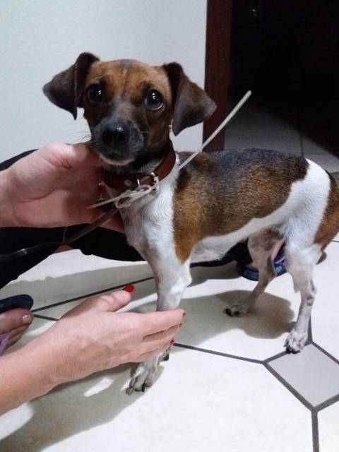 Animal encontrado no bairro Mina Do Mato