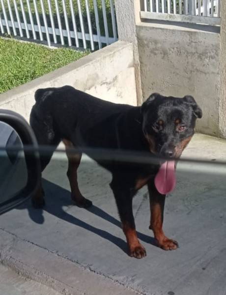 Animal encontrado no bairro Bosque Do Repouso 