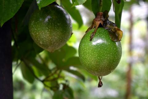 Efeitos do El Niño no cultivo do maracujá podem prejudicar safra no Sul de SC