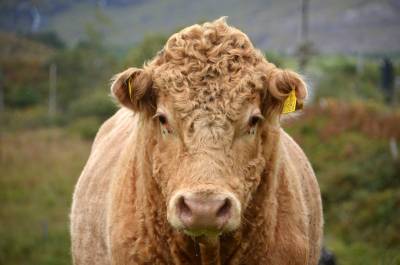 Justiça condena dono de touro que invadiu propriedade e fecundou as vacas do vizinho