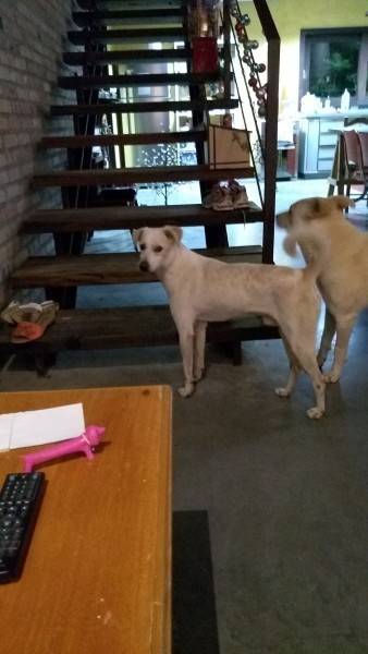 Animal encontrado no bairro Comerciário