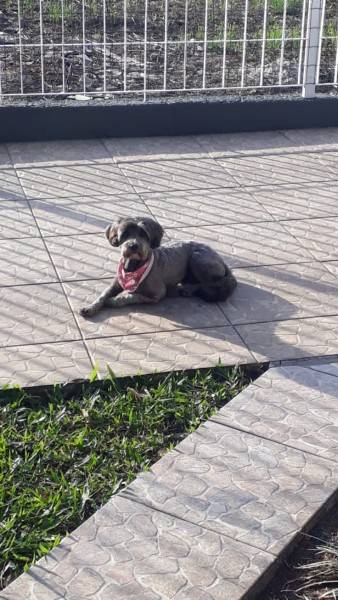 Procura-se Lilica